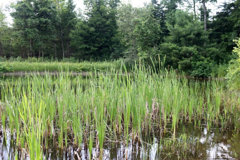 Essential Aquatic Plants for a Thriving Homestead Pond