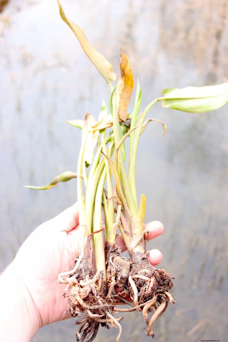 Essential Aquatic Plants for a Thriving Homestead Pond