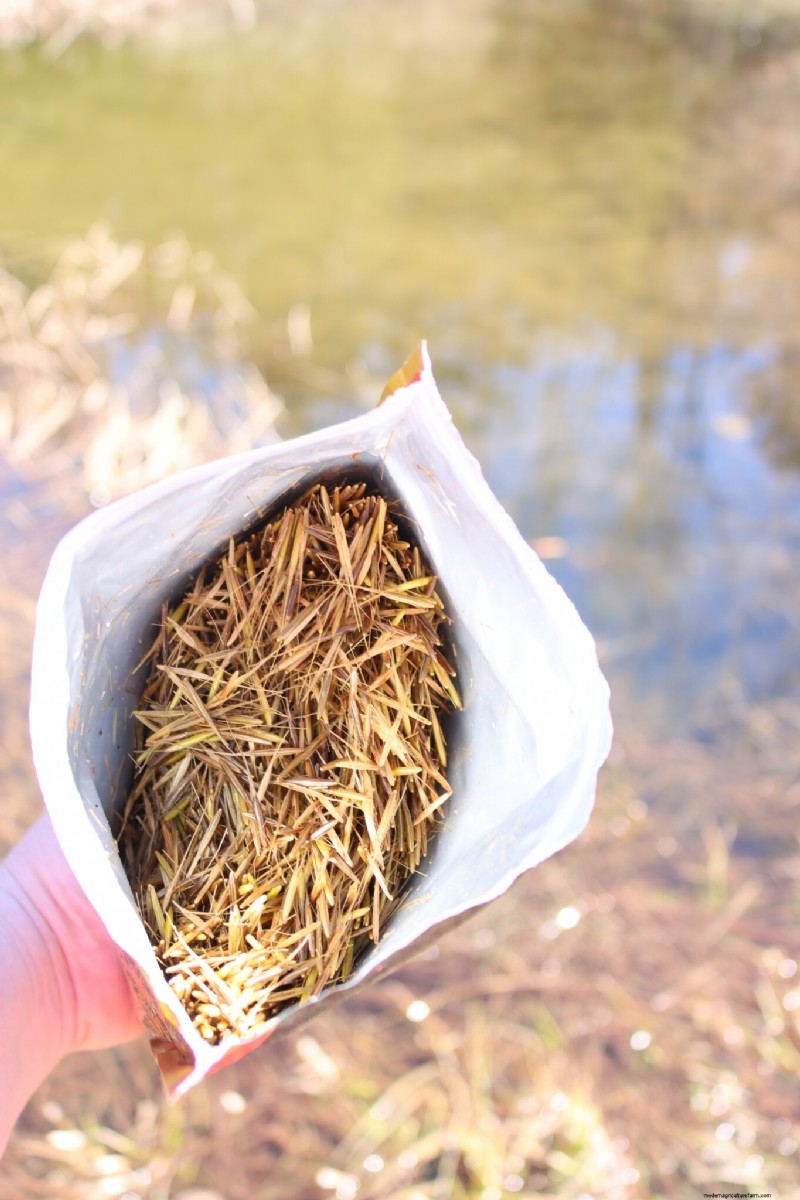 Essential Aquatic Plants for a Thriving Homestead Pond
