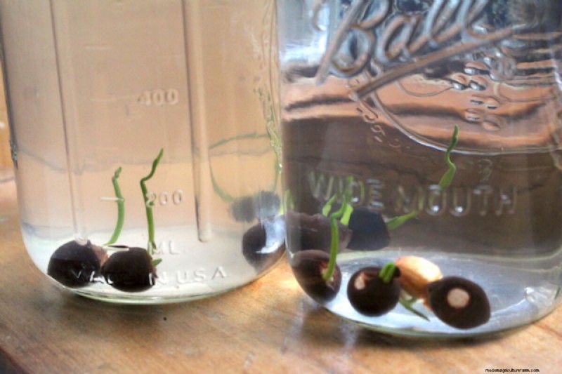 Essential Aquatic Plants for a Thriving Homestead Pond