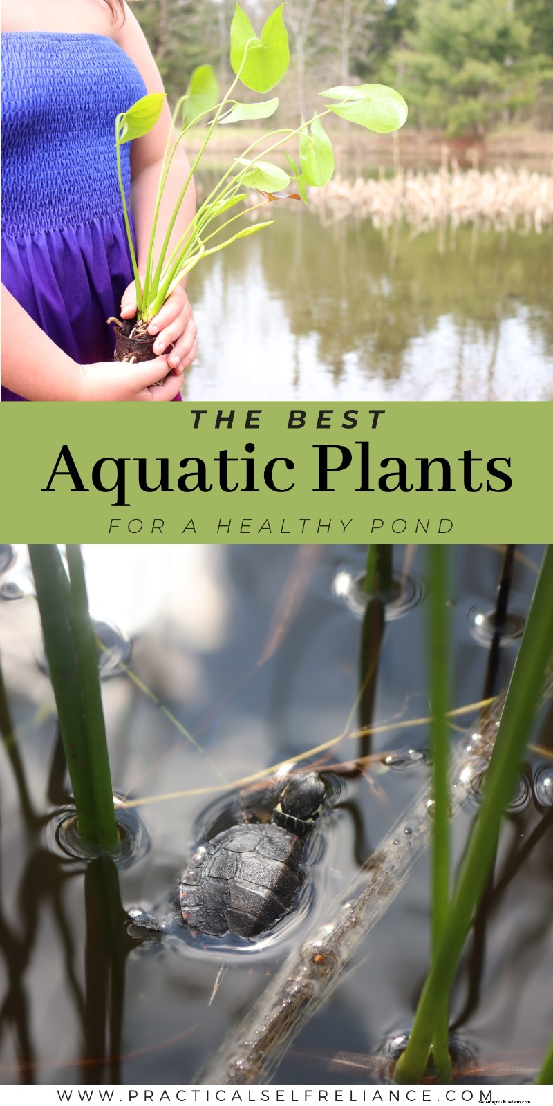 Essential Aquatic Plants for a Thriving Homestead Pond