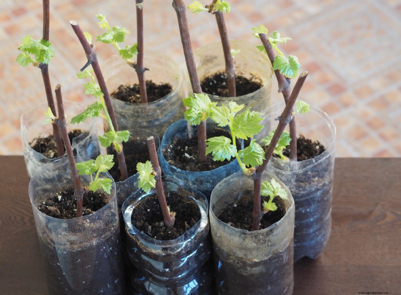 Grow Your Own: 10+ Fruits Easily Propagated from Cuttings