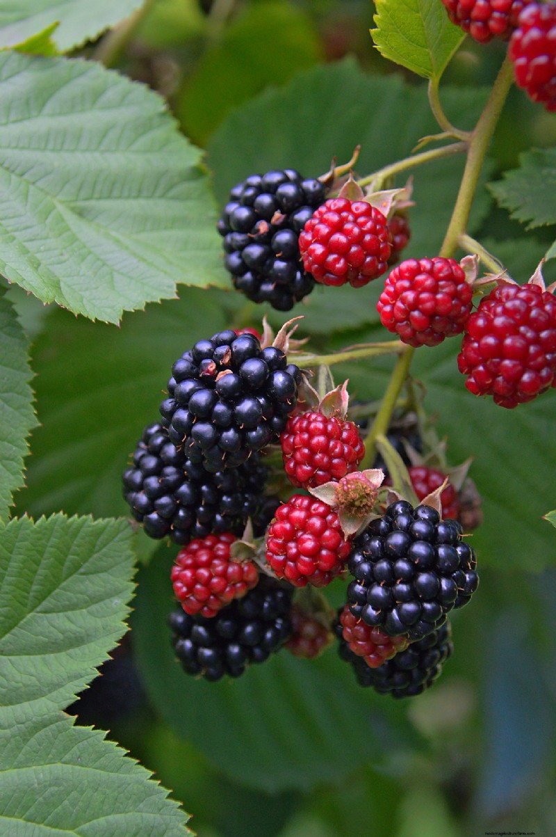 Grow Your Own: 10+ Fruits Easily Propagated from Cuttings