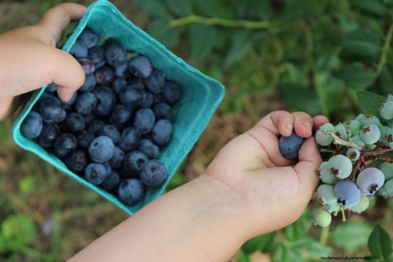 Grow Your Own: 10+ Fruits Easily Propagated from Cuttings