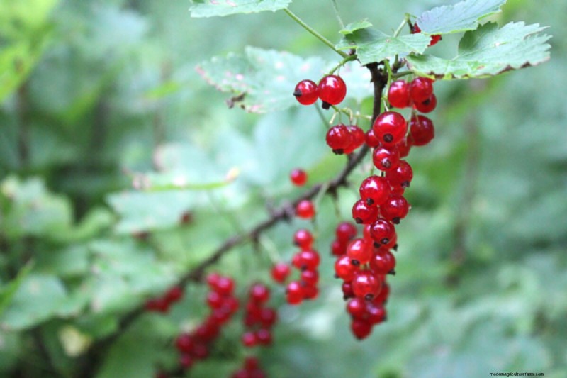 Grow Your Own: 10+ Fruits Easily Propagated from Cuttings