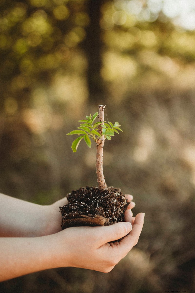 Grow Your Own: 10+ Fruits Easily Propagated from Cuttings