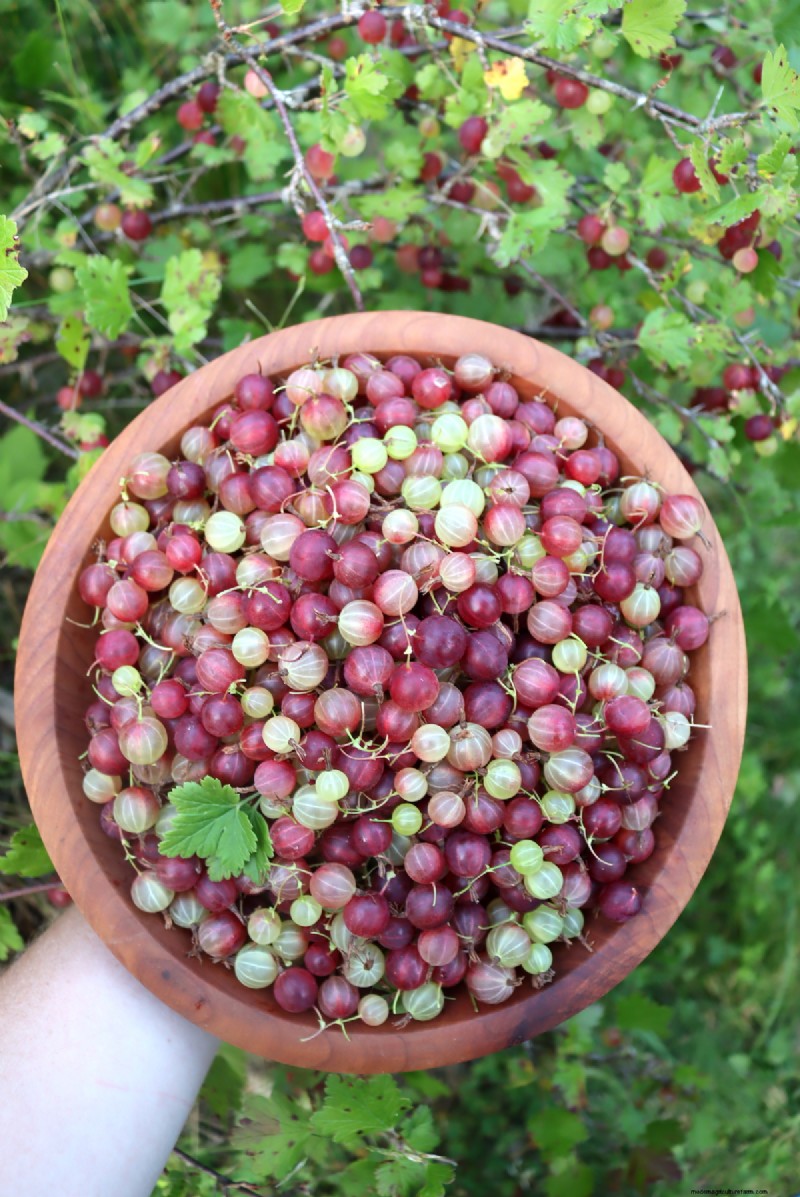 Grow Your Own: 10+ Fruits Easily Propagated from Cuttings