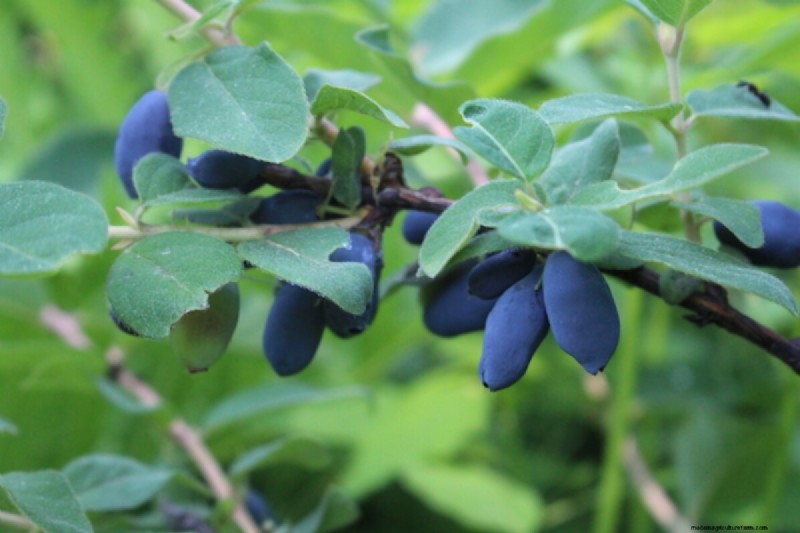Grow Your Own: 10+ Fruits Easily Propagated from Cuttings
