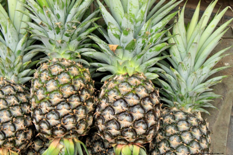 Grow Your Own: 10+ Fruits Easily Propagated from Cuttings