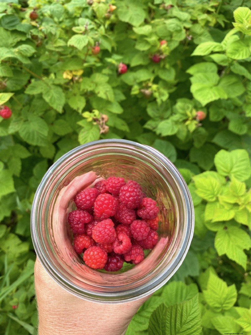 Grow Your Own: 10+ Fruits Easily Propagated from Cuttings
