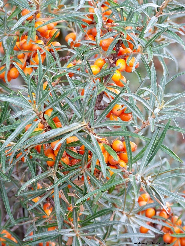 Grow Your Own: 10+ Fruits Easily Propagated from Cuttings