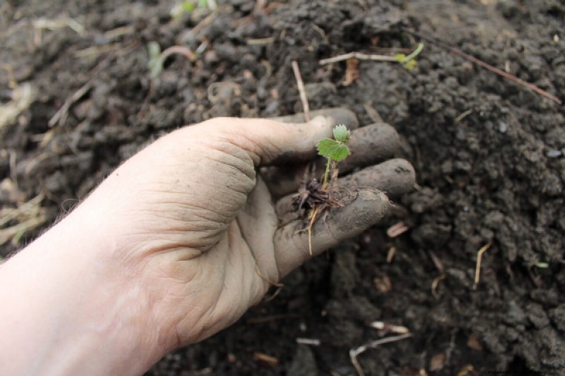 Grow Your Own: 10+ Fruits Easily Propagated from Cuttings
