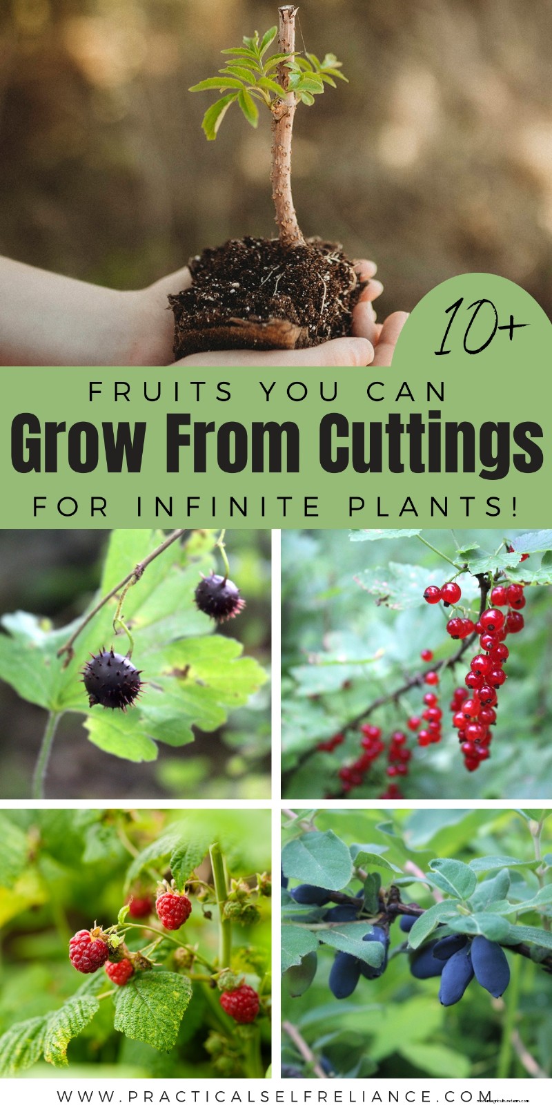 Grow Your Own: 10+ Fruits Easily Propagated from Cuttings