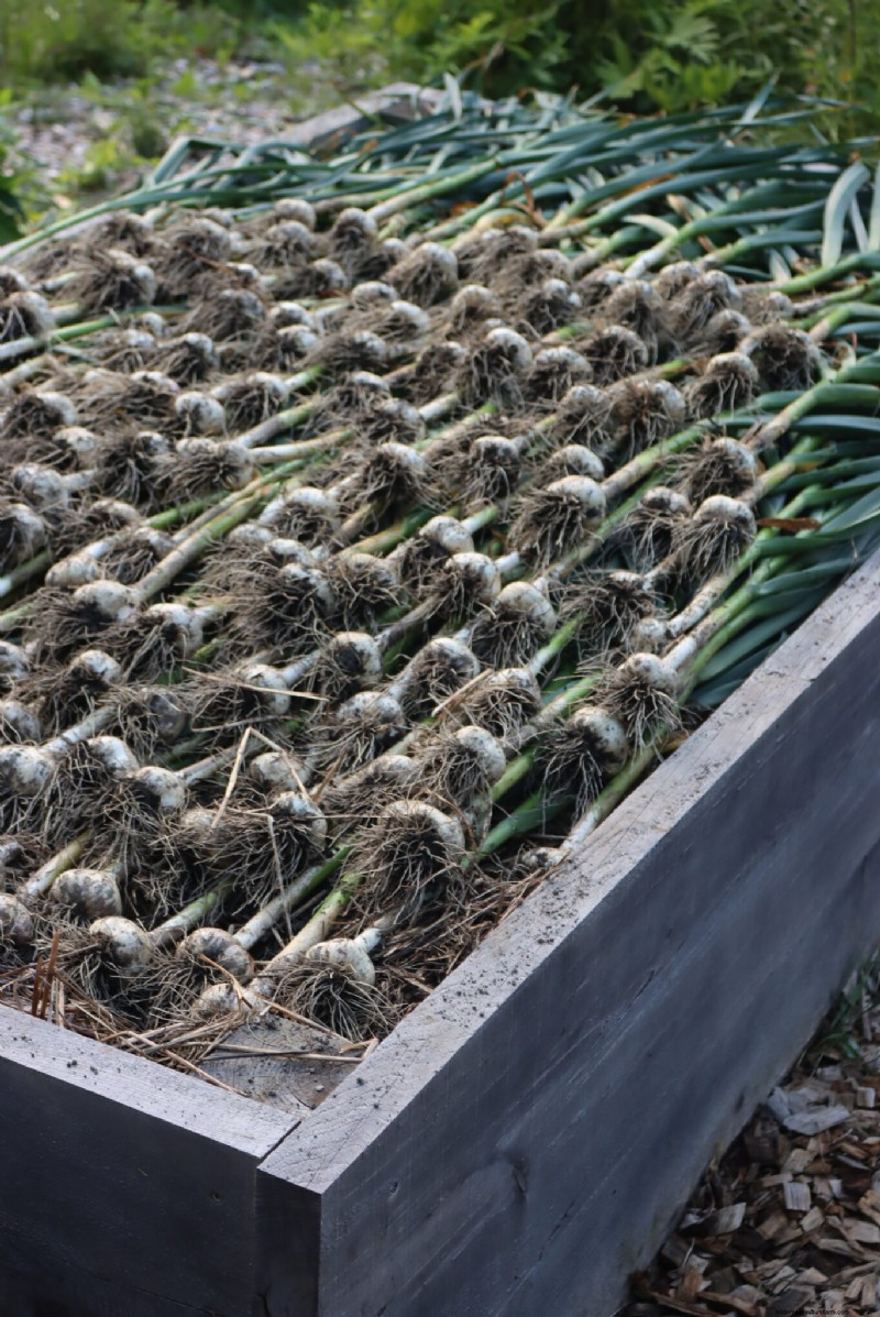 Top Plants for Raised Beds: What to Grow & Avoid