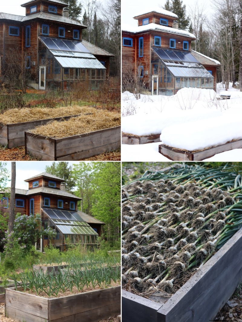 Top Plants for Raised Beds: What to Grow & Avoid
