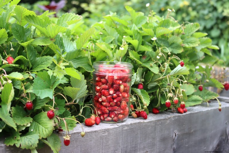 Top Plants for Raised Beds: What to Grow & Avoid