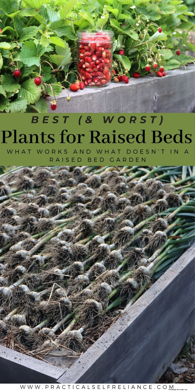 Top Plants for Raised Beds: What to Grow & Avoid