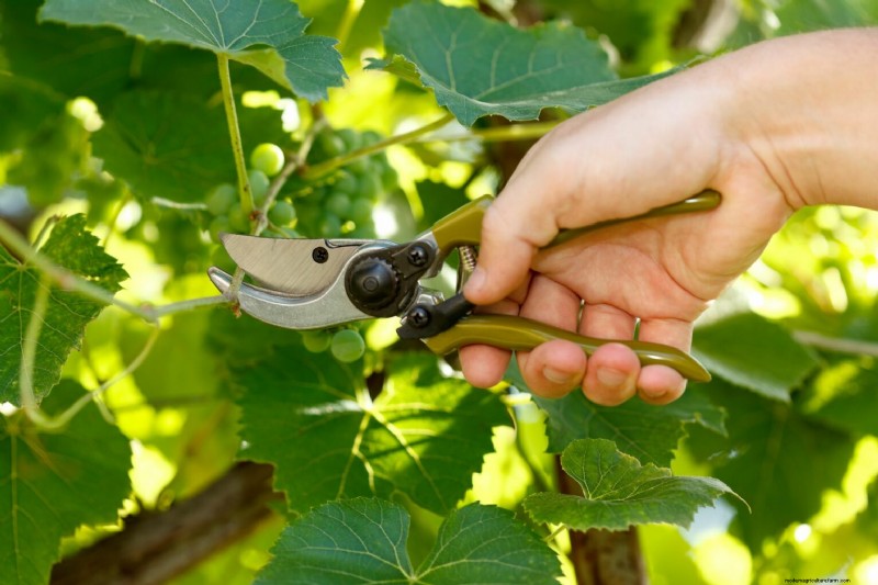 Greenwood Grape Propagation: A Step-by-Step Guide