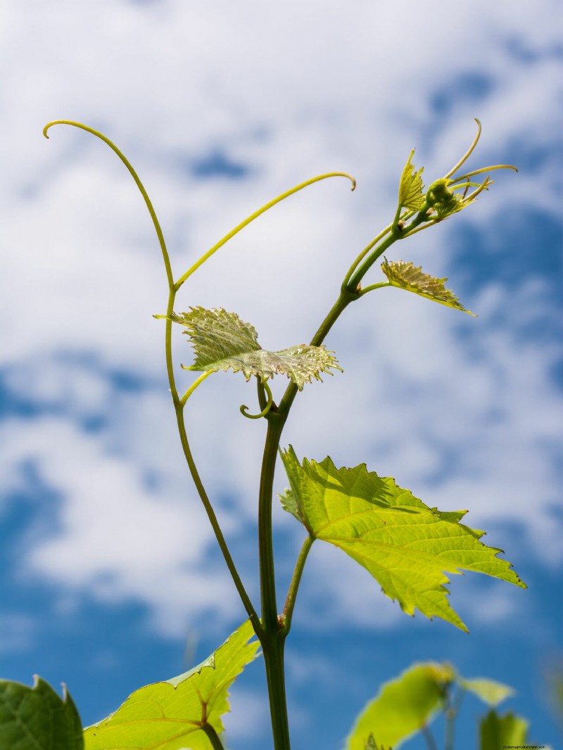Greenwood Grape Propagation: A Step-by-Step Guide