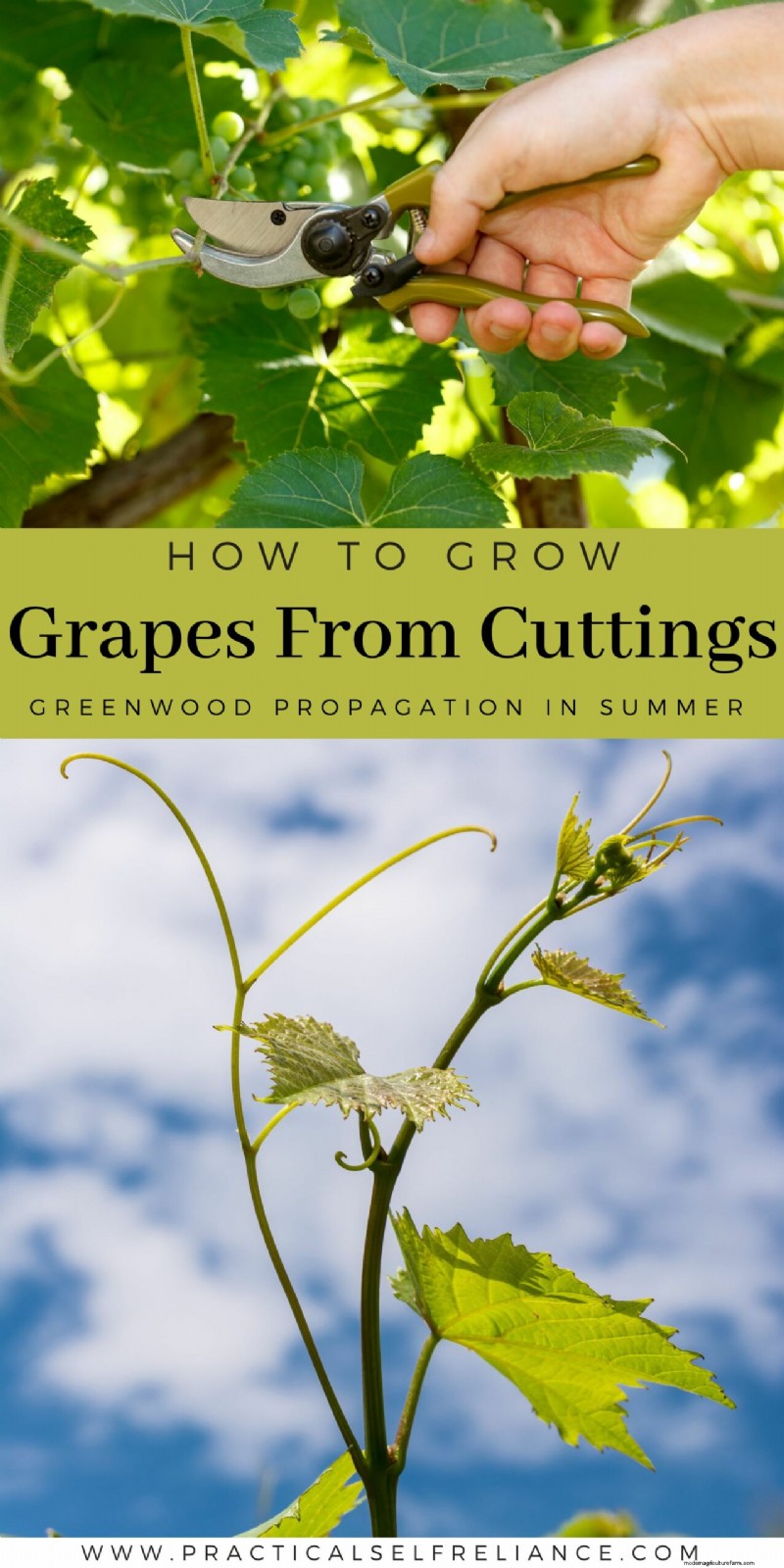 Greenwood Grape Propagation: A Step-by-Step Guide