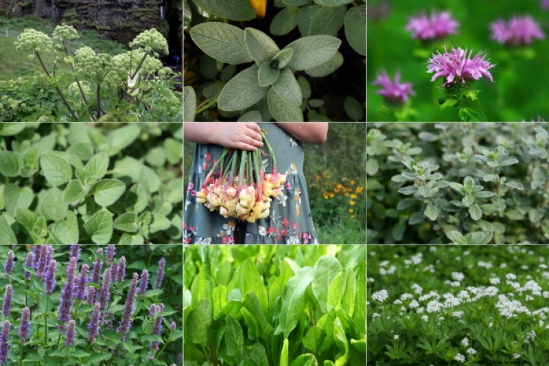 Shade-Tolerant Herbs: Grow Delicious Flavors in Low Light