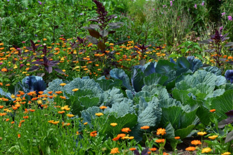 Shade-Tolerant Herbs: Grow Delicious Flavors in Low Light