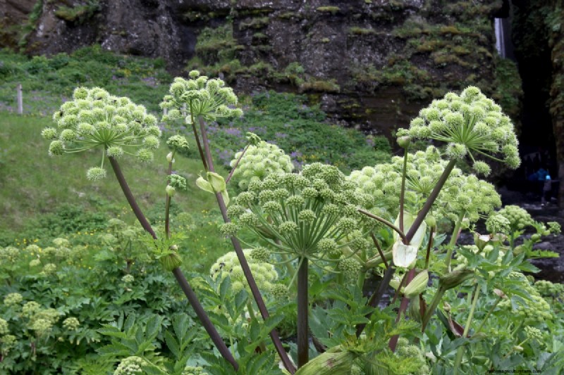 Shade-Tolerant Herbs: Grow Delicious Flavors in Low Light