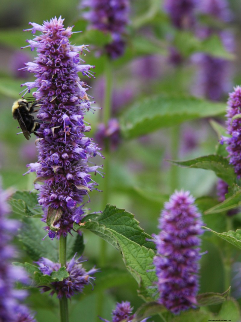 Shade-Tolerant Herbs: Grow Delicious Flavors in Low Light