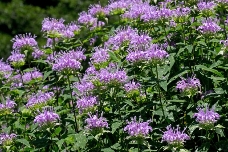 Shade-Tolerant Herbs: Grow Delicious Flavors in Low Light
