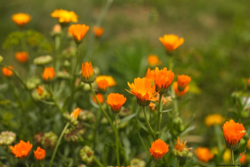 Shade-Tolerant Herbs: Grow Delicious Flavors in Low Light