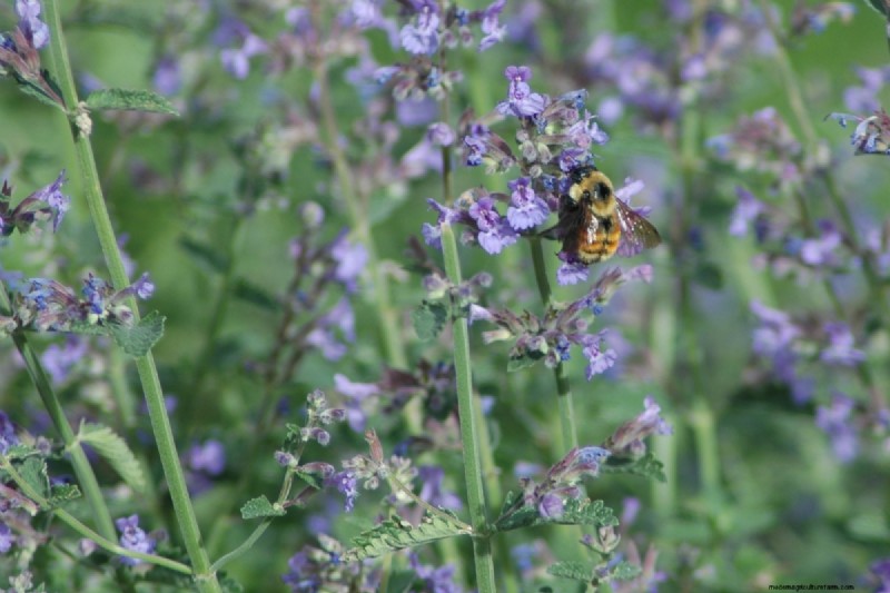 Shade-Tolerant Herbs: Grow Delicious Flavors in Low Light