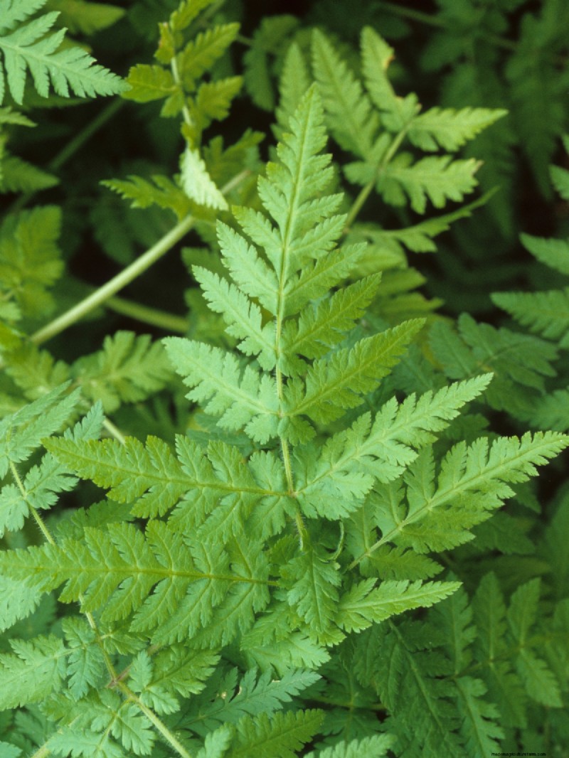 Shade-Tolerant Herbs: Grow Delicious Flavors in Low Light