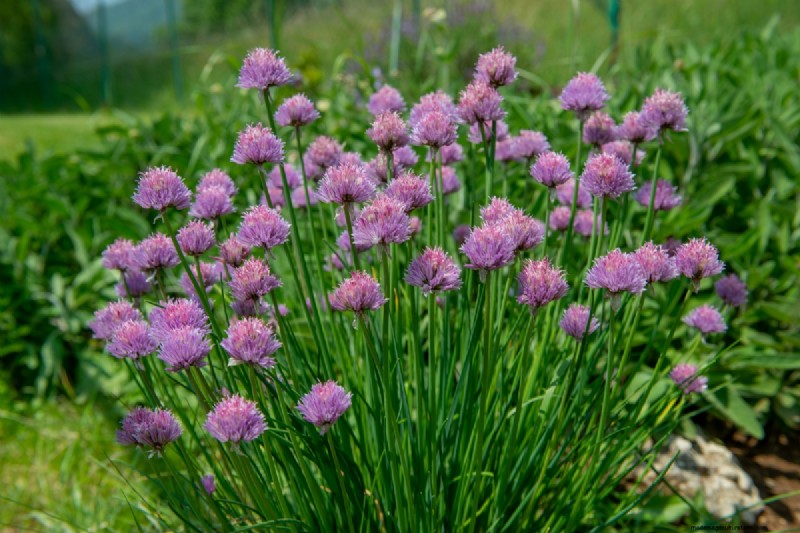 Shade-Tolerant Herbs: Grow Delicious Flavors in Low Light