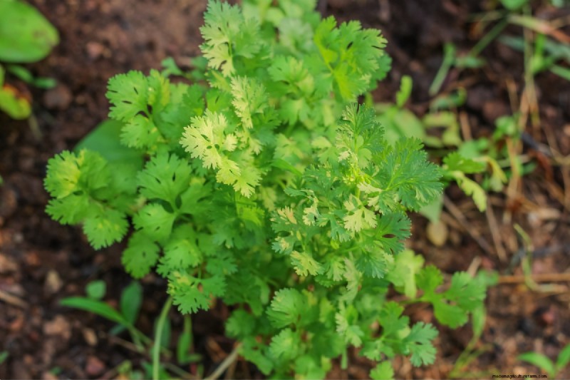 Shade-Tolerant Herbs: Grow Delicious Flavors in Low Light
