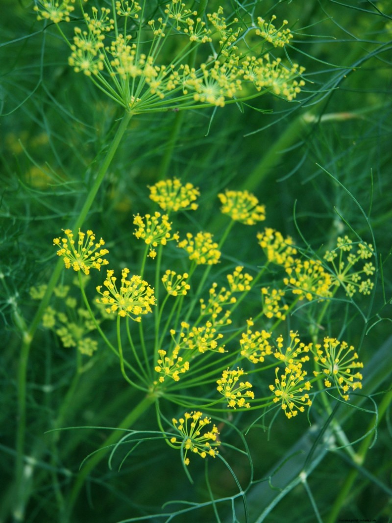 Shade-Tolerant Herbs: Grow Delicious Flavors in Low Light