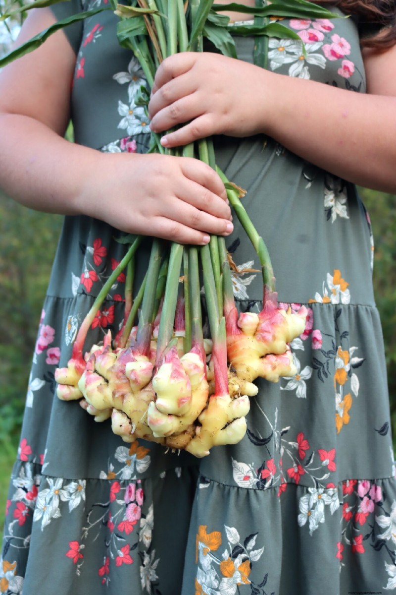 Shade-Tolerant Herbs: Grow Delicious Flavors in Low Light