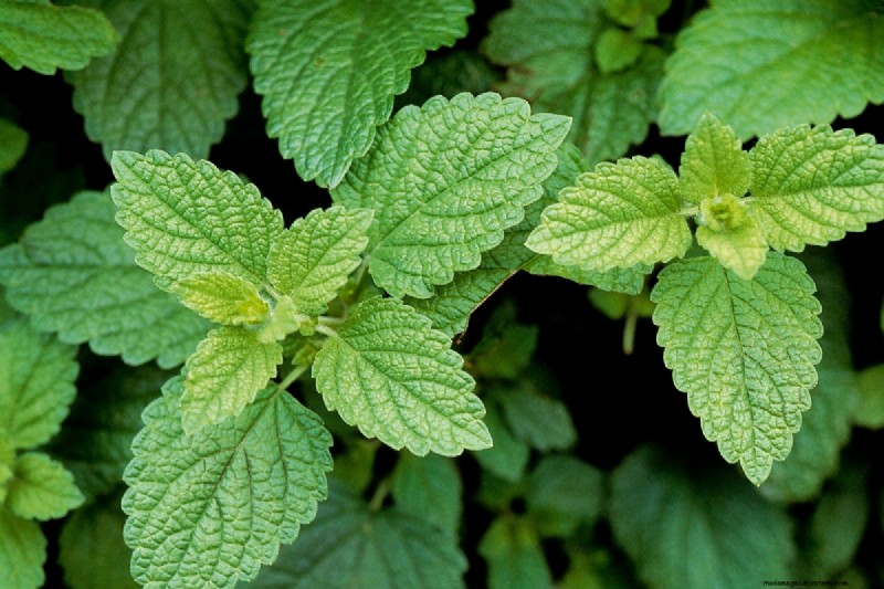 Shade-Tolerant Herbs: Grow Delicious Flavors in Low Light