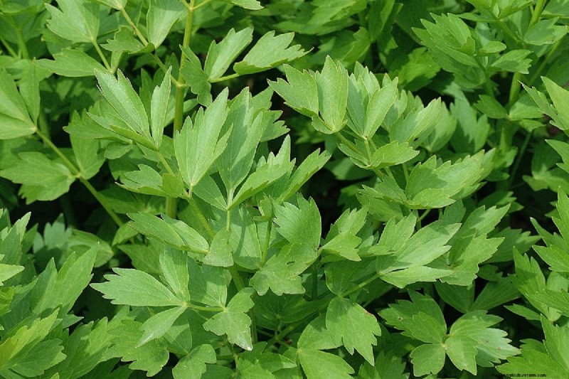 Shade-Tolerant Herbs: Grow Delicious Flavors in Low Light