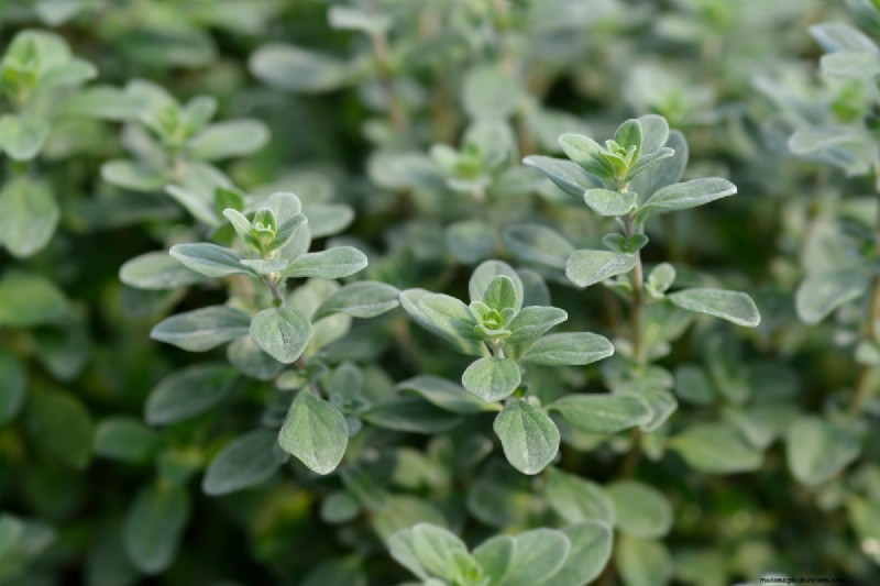 Shade-Tolerant Herbs: Grow Delicious Flavors in Low Light