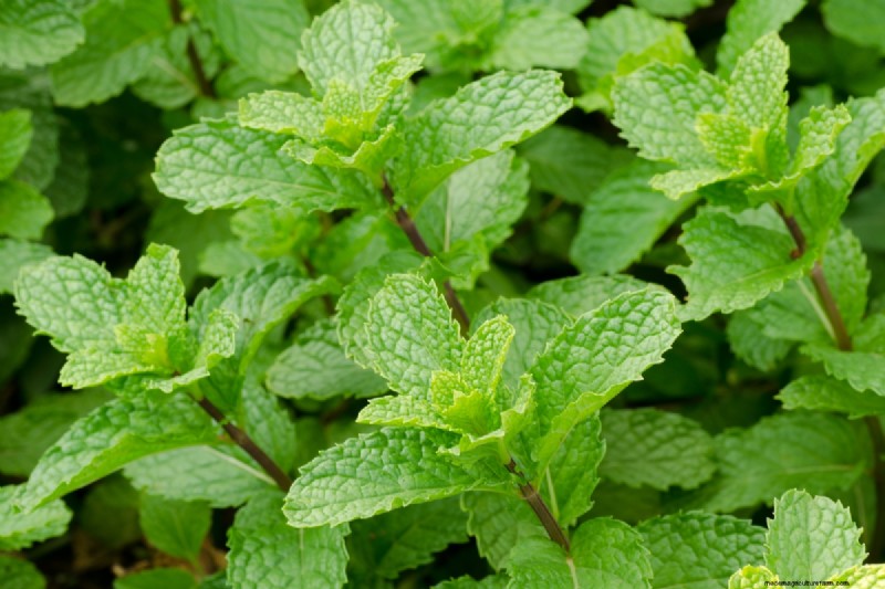 Shade-Tolerant Herbs: Grow Delicious Flavors in Low Light