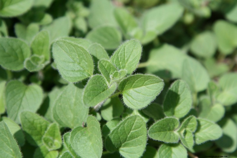 Shade-Tolerant Herbs: Grow Delicious Flavors in Low Light