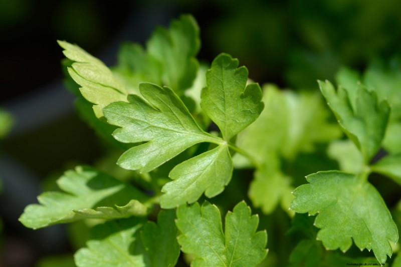 Shade-Tolerant Herbs: Grow Delicious Flavors in Low Light