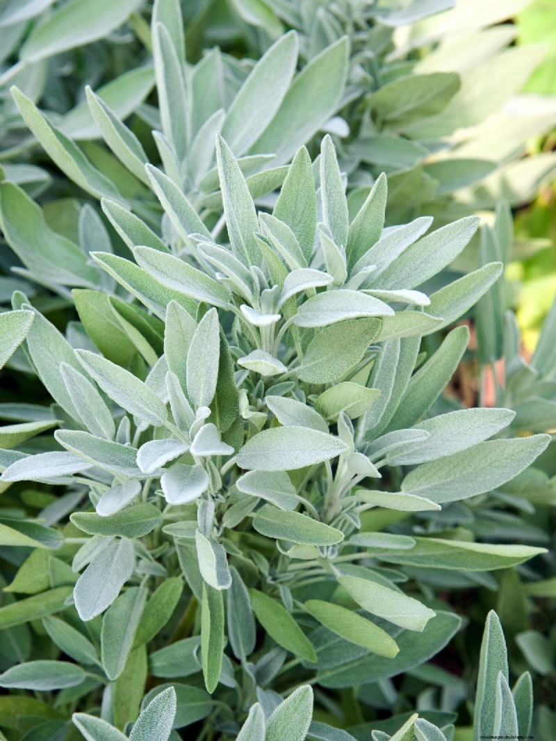 Shade-Tolerant Herbs: Grow Delicious Flavors in Low Light