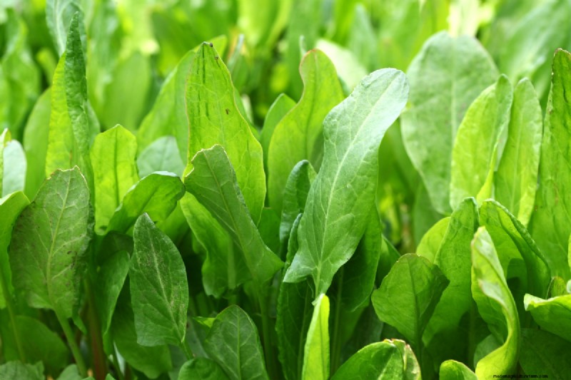 Shade-Tolerant Herbs: Grow Delicious Flavors in Low Light