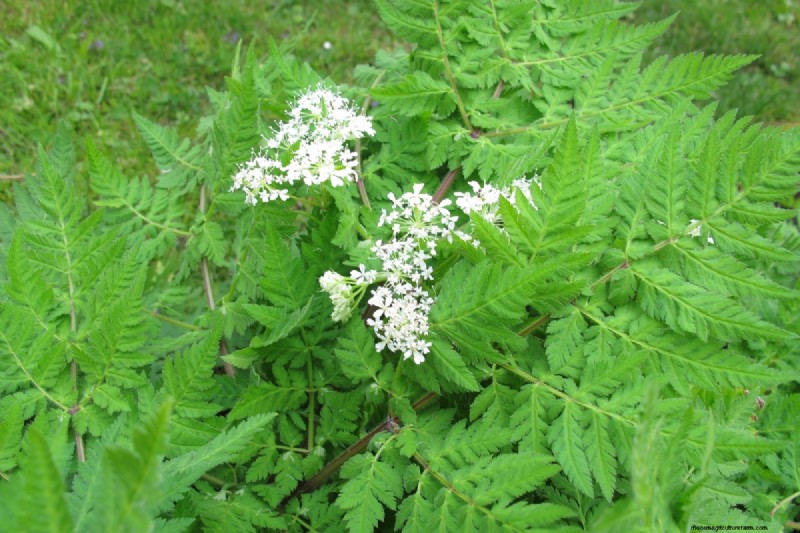 Shade-Tolerant Herbs: Grow Delicious Flavors in Low Light