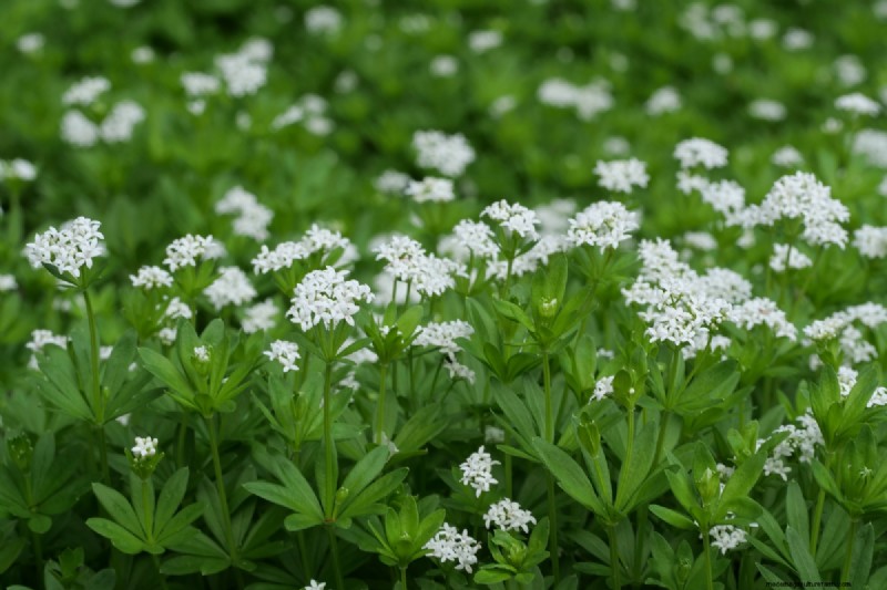 Shade-Tolerant Herbs: Grow Delicious Flavors in Low Light