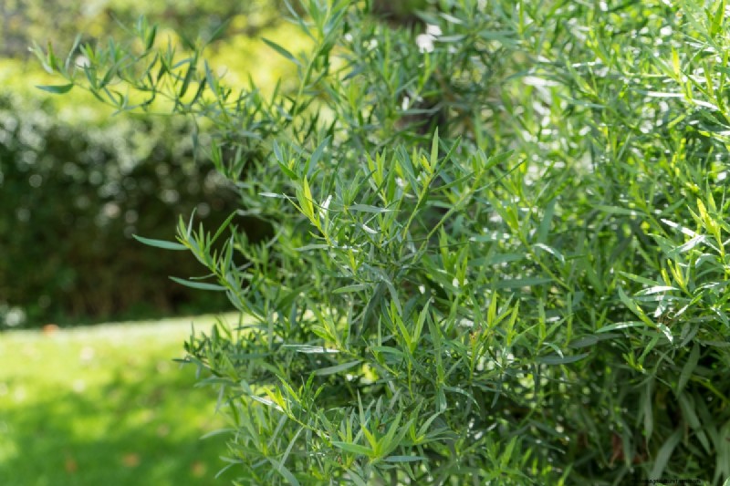 Shade-Tolerant Herbs: Grow Delicious Flavors in Low Light
