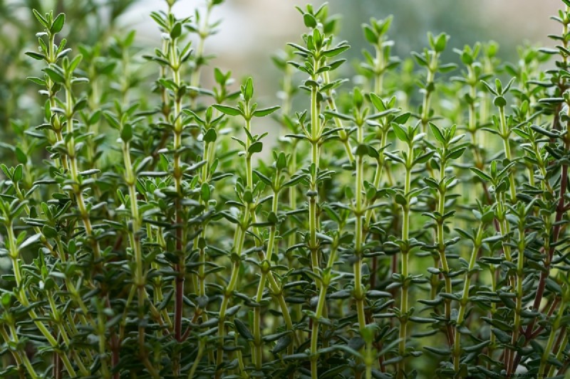 Shade-Tolerant Herbs: Grow Delicious Flavors in Low Light