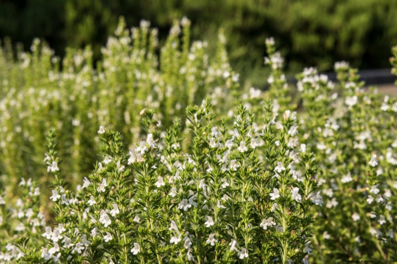 Shade-Tolerant Herbs: Grow Delicious Flavors in Low Light