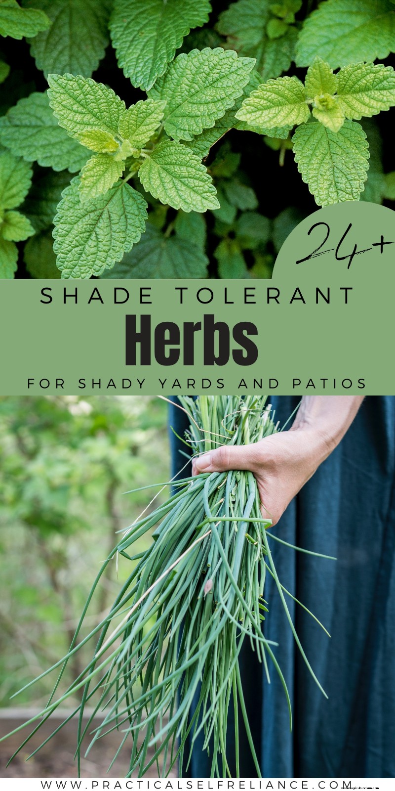 Shade-Tolerant Herbs: Grow Delicious Flavors in Low Light